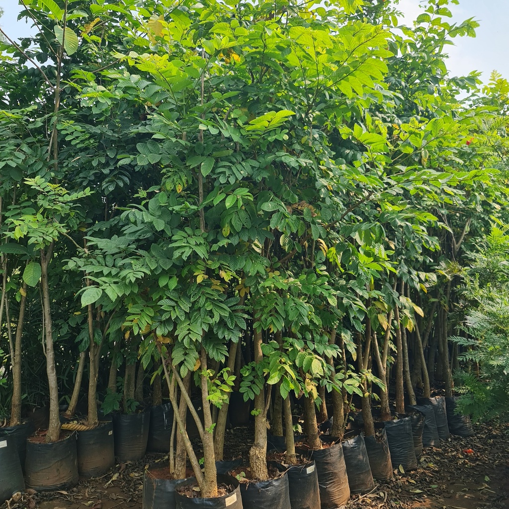 African tulip tree, Spathodea campanulata