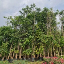 African tulip tree, Spathodea campanulata
