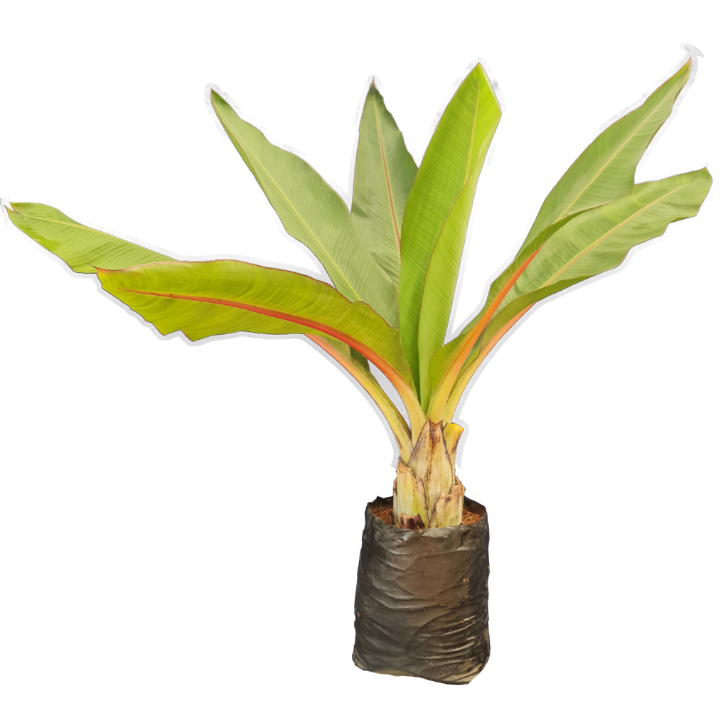 Ornamental banana, Musa Ensete Ventriocosum