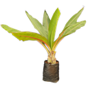 Ornamental banana, Musa Ensete Ventriocosum