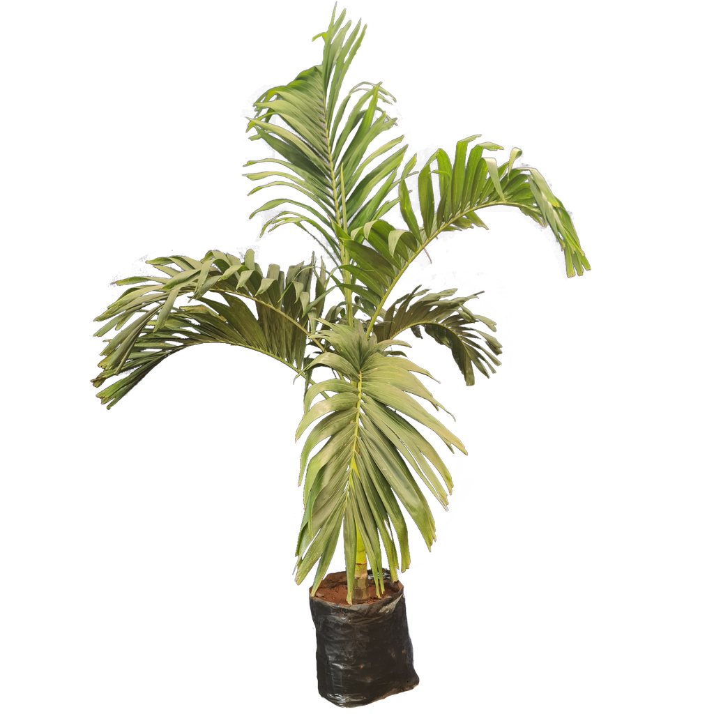 Manila palm, Adonidia merrillii