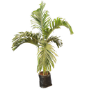 Manila palm, Adonidia merrillii