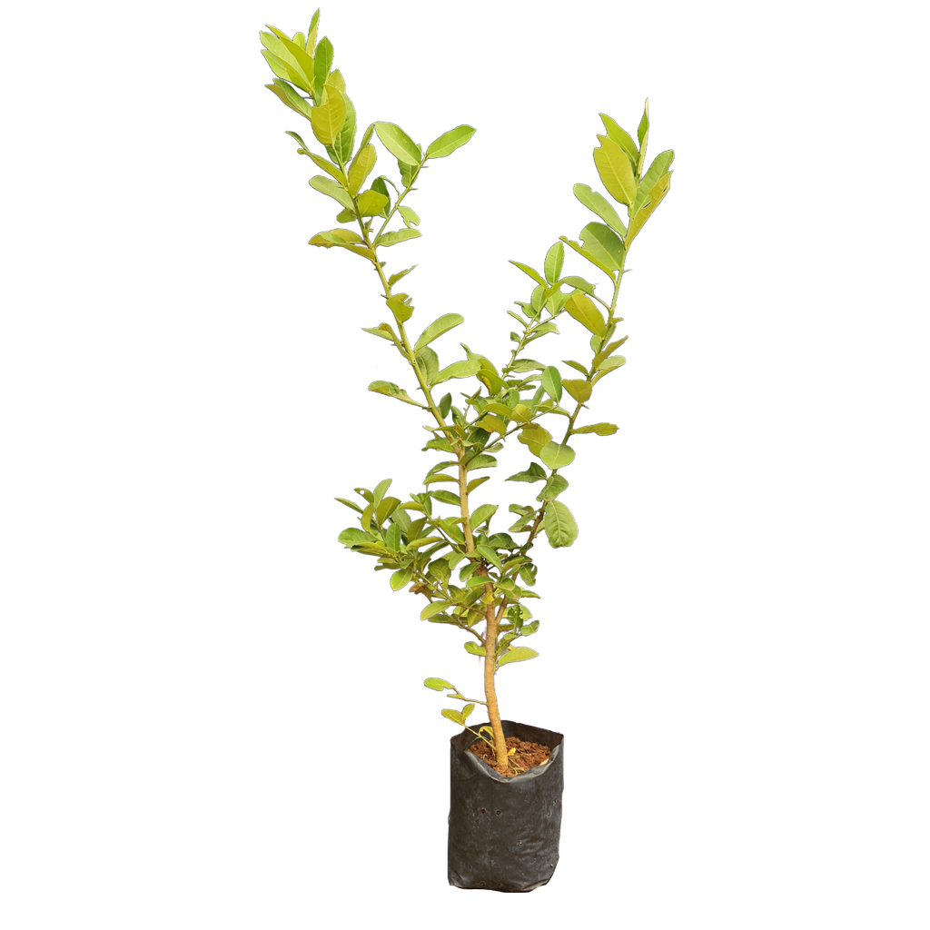 Lemon, variety Kachai Lemon, Citrus jambheri lush cultivator Kachai Lemon