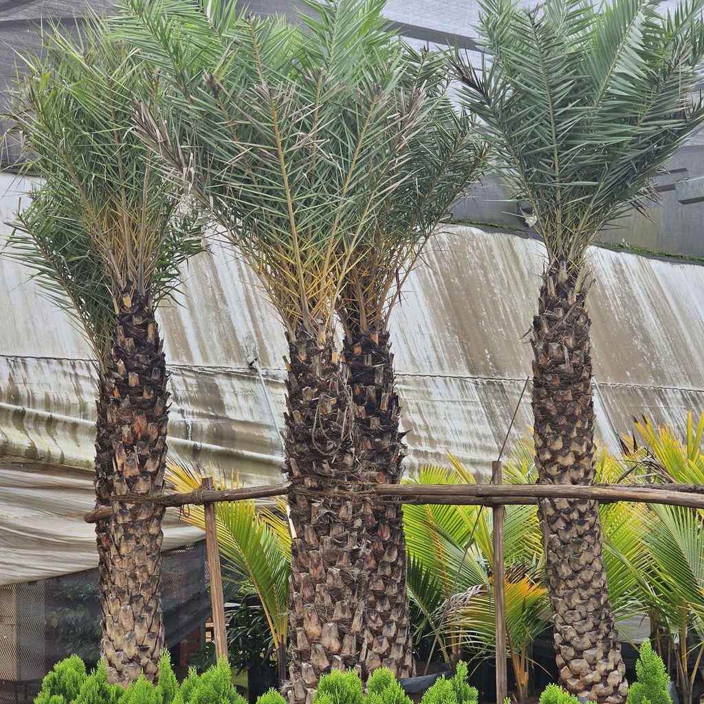 Wild Date Palm, Phoenix sylvestris