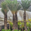 Wild Date Palm, Phoenix sylvestris