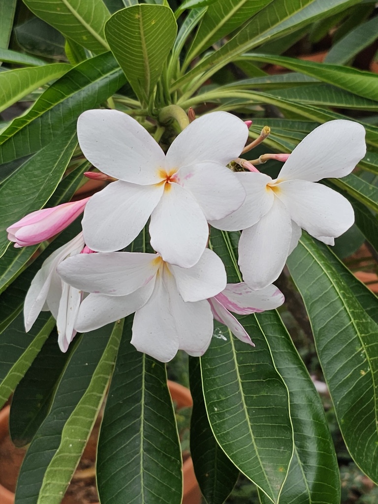 [PLTR PLPU BG 1818 26.5L H120] Nag Champa, plumeria pudica pink (Polybag # 18x18, 26.5L, 3' ht)