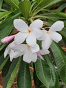 Nag Champa, plumeria pudica pink