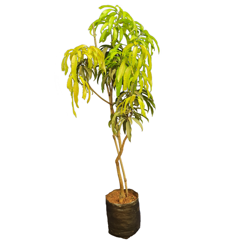 Mango, variety keshar, Mangifera indica cutivator keshar