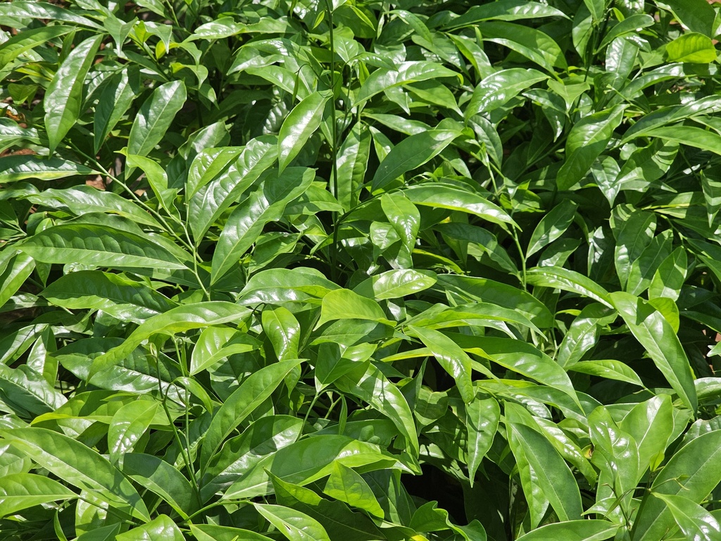 Hirva chapha,  Artabotrys hexapetalus