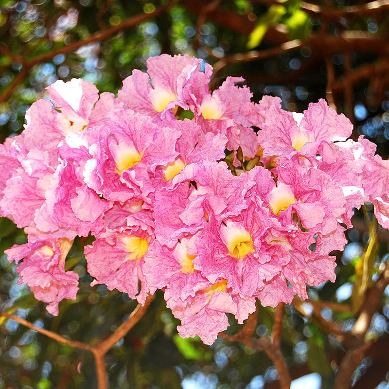 [PLTR TARO BG 4040 110 L H450] Rosy trumpet tree, Tabebuia rosea