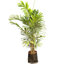 Macarthur palm, clumping kentia, Ptychosperma Macarthuri