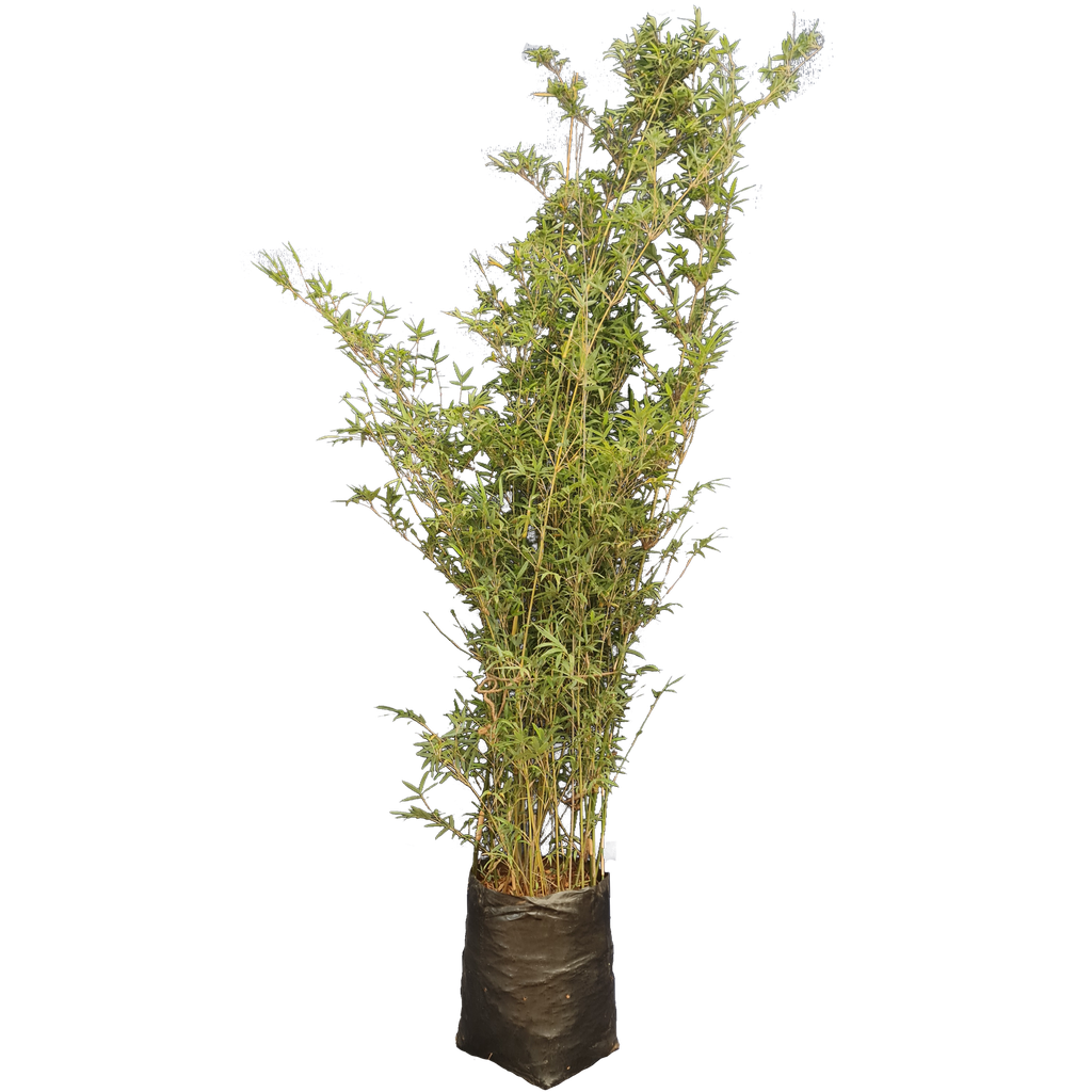 Painting bamboo, Thyrostachys siamensis