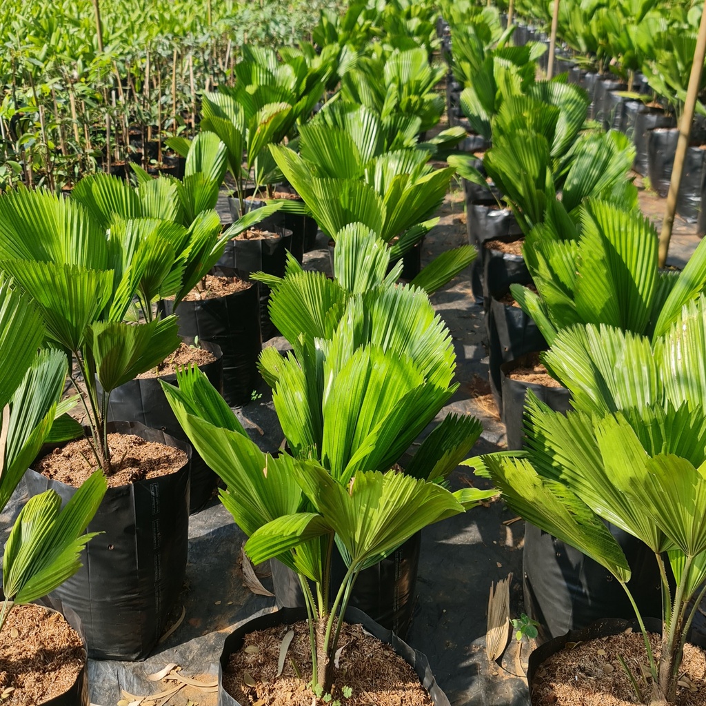 [PLPM LIGR BG 0507 760ml H] Ruffled fan palm, Licuala grandis (Polybag # 5x7, 760ml, 4' ht)