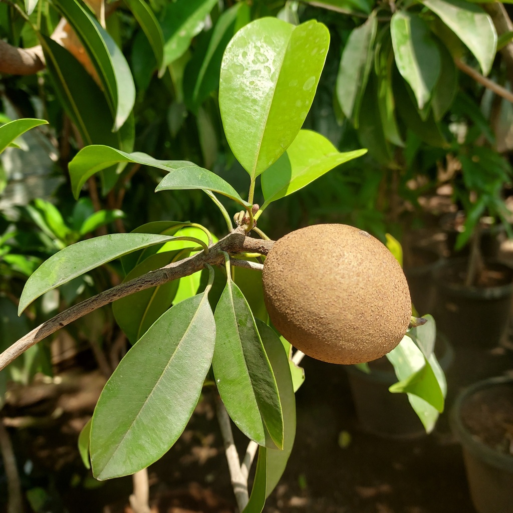 Chickoo, variety Kalipatti, Achras zapota, cultivator kalipatti