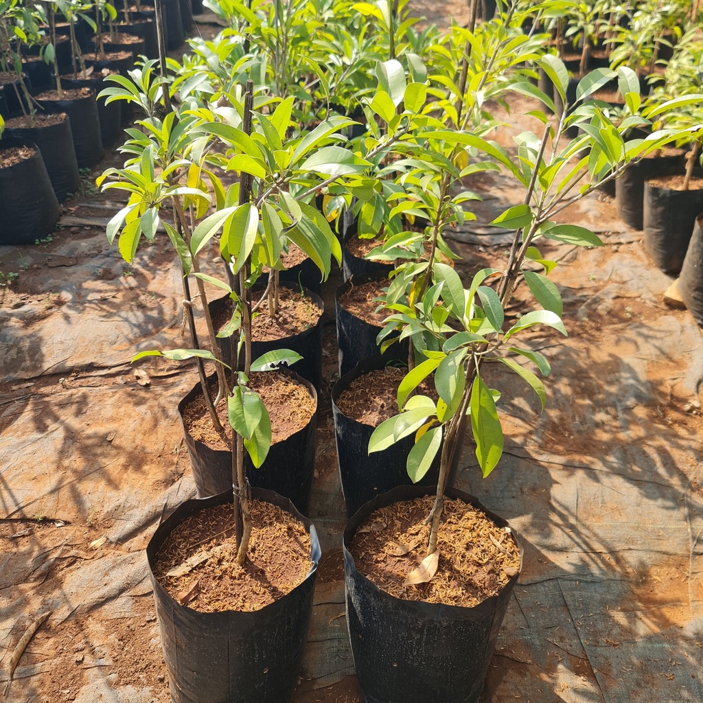 Chickoo, varigated, Achras zapota, cultivator varigated