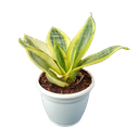 Snake plants, Mother-in-law’s tongue, Sansevieria golden hahnii