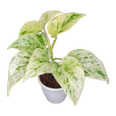  एपिप्रेम्नम ऑरीअम मार्बल क्वीन