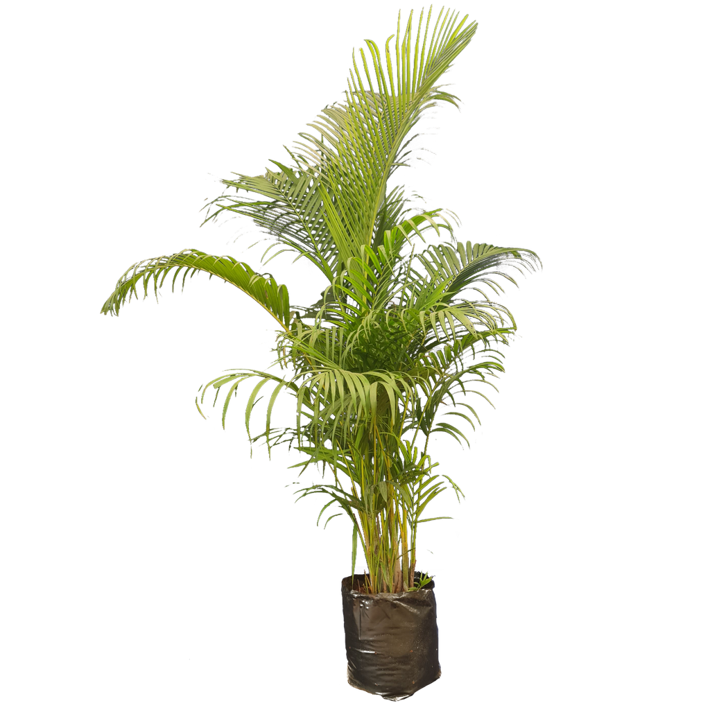[PLPM DYLU BG 1616 17.5L H120] अरेका पाम, डिप्सिस लूटेसेन्स (पॉलीबैग: 16x16, 17.5L, 4')