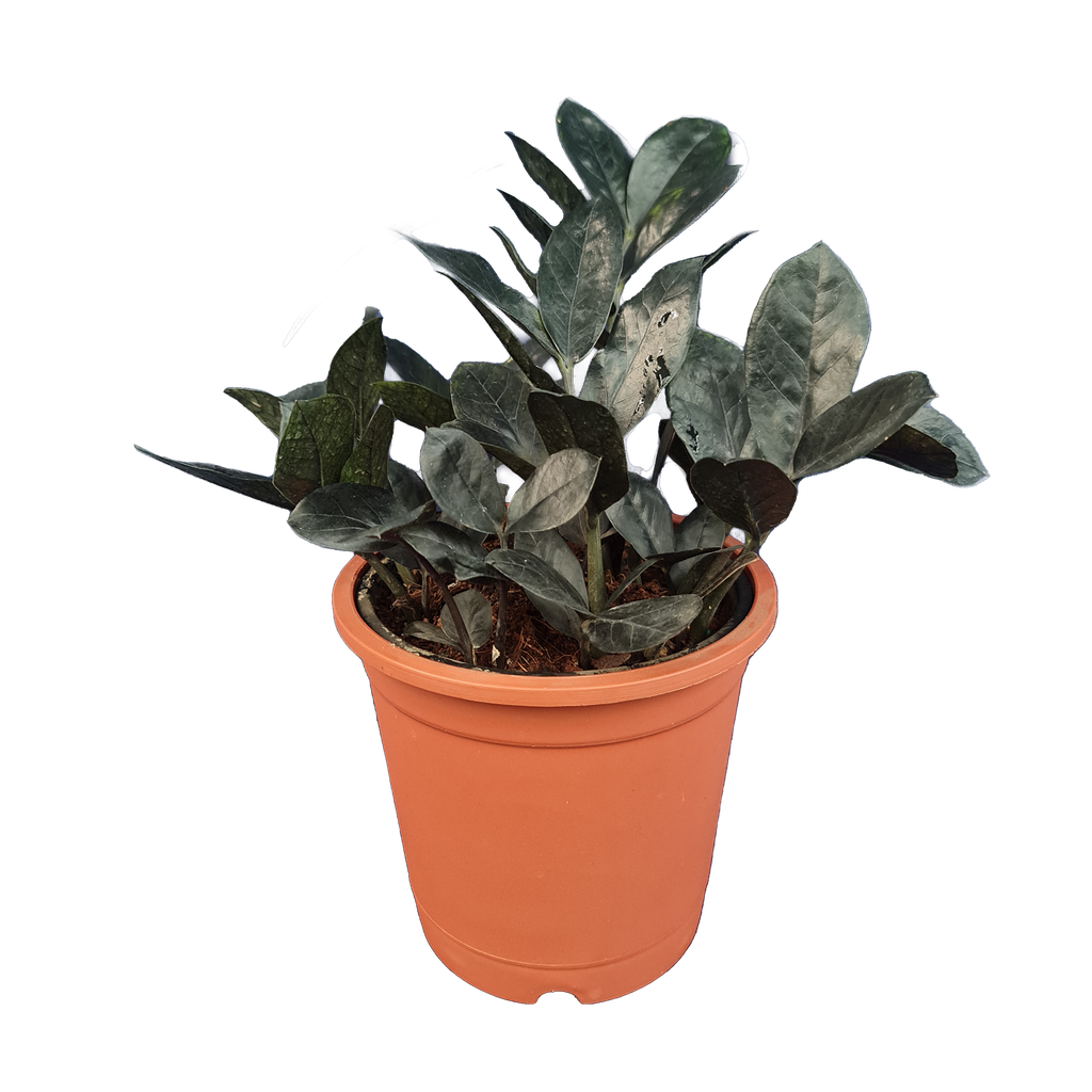 Black zamia, ZZ plants, Zamioculcas zamiifolia raven