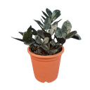 Black zamia, ZZ plants, Zamioculcas zamiifolia raven