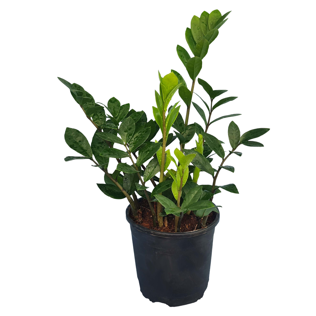 Green zamia, Zamioculcas zamiifolia green