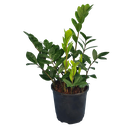 Green zamia, Zamioculcas zamiifolia green