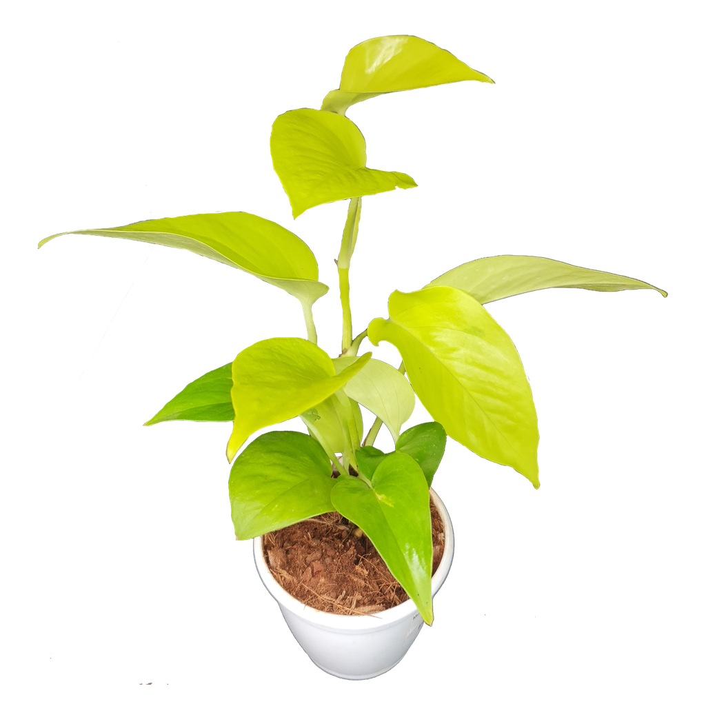 [PLCV EPNE PT 0008  326ml] मनी प्लांट गोल्डन ,एपीप्रेमन्म ओरियम नीऑन (पॉट # 3'' 326ml)