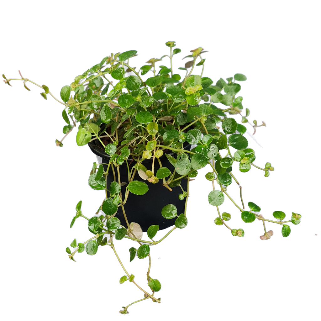 Pilea glossy, Pilea espresso