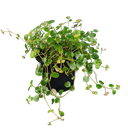 Pilea glossy, Pilea espresso