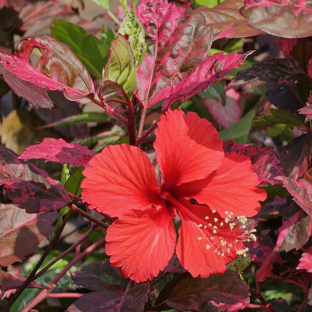 [PLWS HIFL BG 0507 760ml H030] Jaswand, Hibiscus rose flakes (Polybag # 5x7, 760ml, 12'' ht)