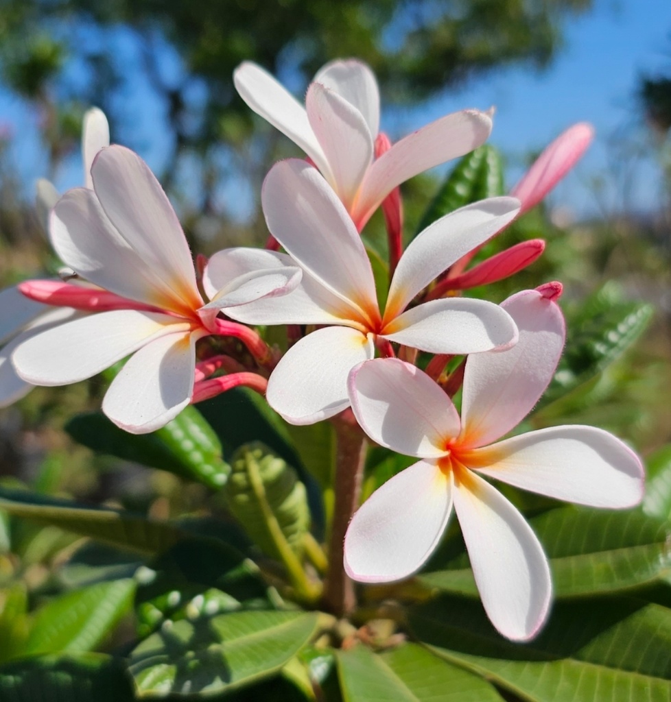 [PLTR PLSD BG 0507 760ml H015] Champa, Plumeria Singapore dwarf (Polybag # 5x7, 760ml, 6'' ht)