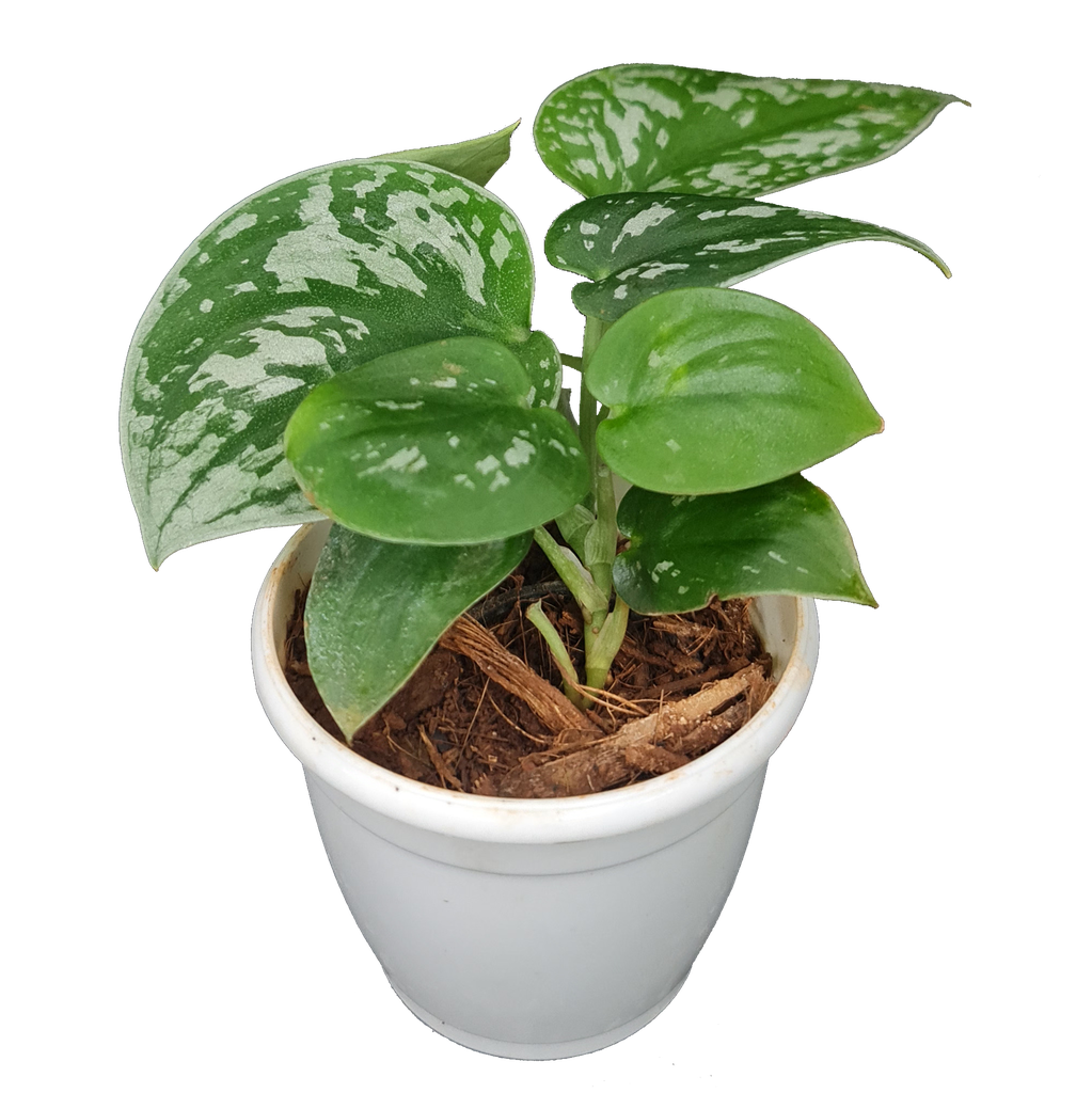 [PLFP SCPI PT 0008  326ml] Satin pothos, silver pothos, Scindapsus pictus (Pot # 3'' 326ml)