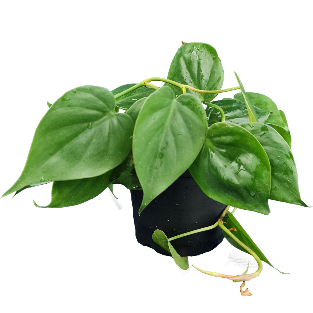 Oxy green, Philodendron scandens green