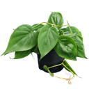 Oxy green, Philodendron scandens green