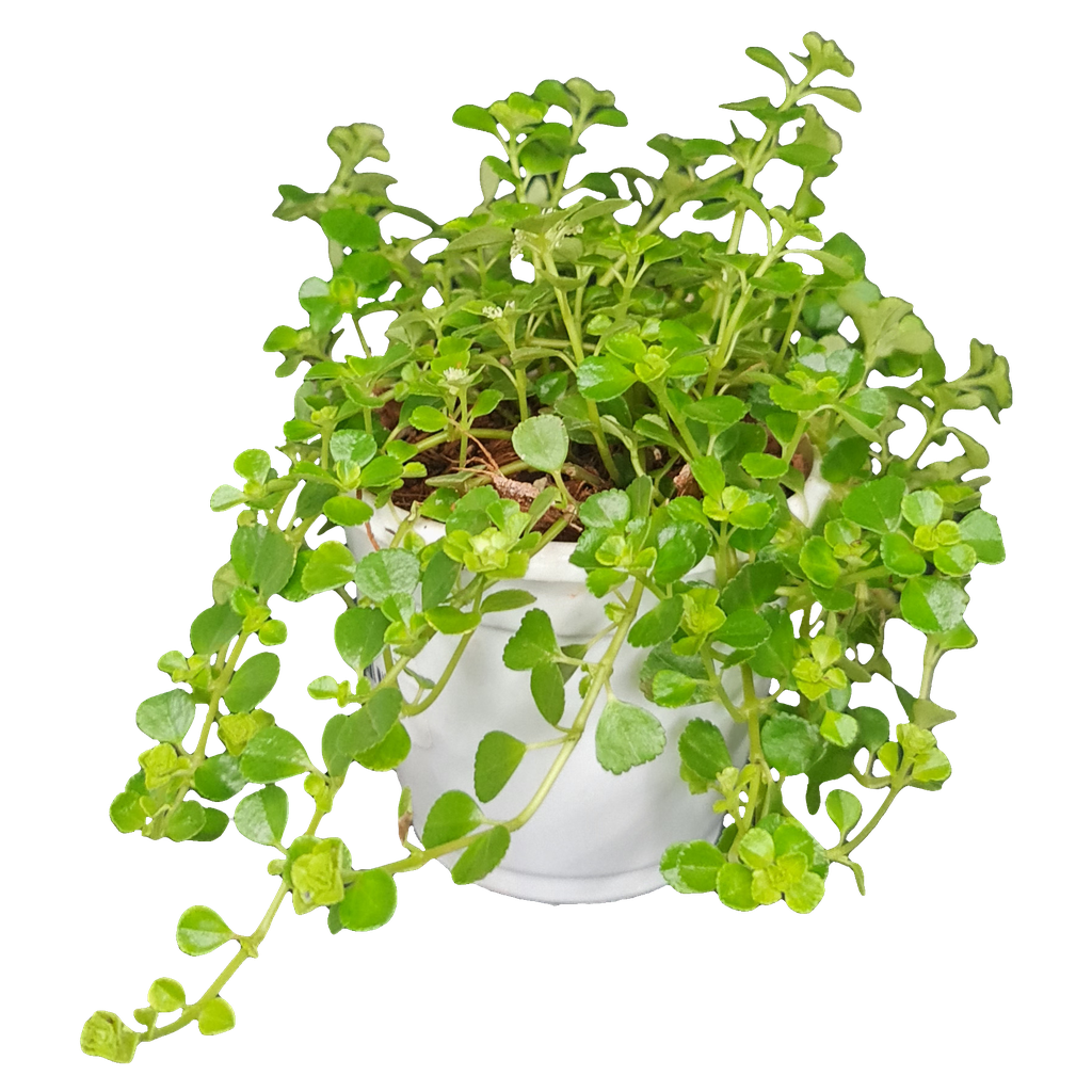 बेबीज टियर्स, हेलक्सीन सोलीरोलिय 