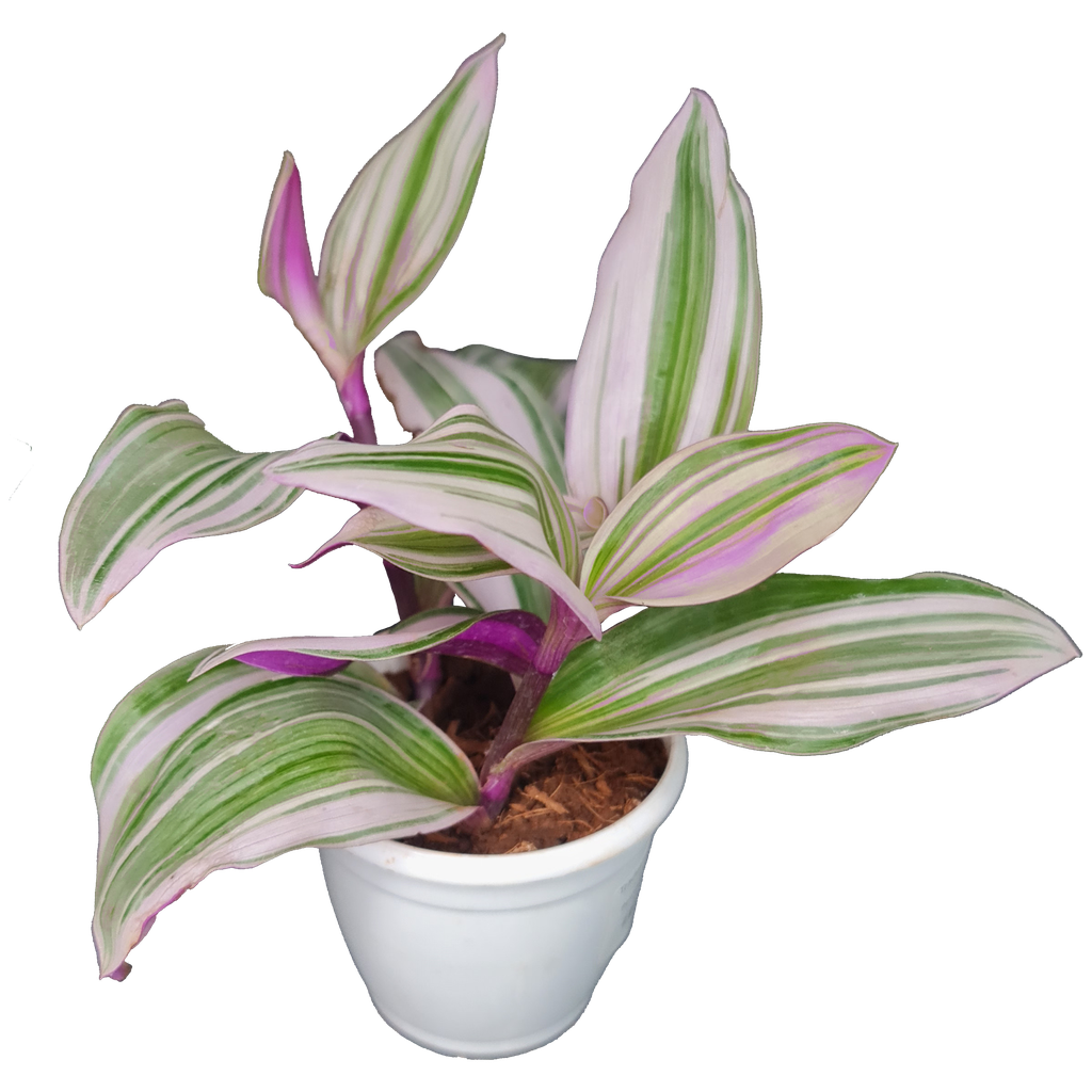 [PLCP TRNU PT 0006 216ml] Tradescantia albiflora ‘Nanouk’ (Pot # 2.5'' 216ml)