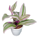 Tradescantia albiflora ‘Nanouk’