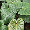 Queen of hearts, Homalomena rubescens