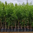 Buttonwood, Conocarpus erectus