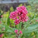 Bush penta, Panama rose, Rondeletia leucophylla