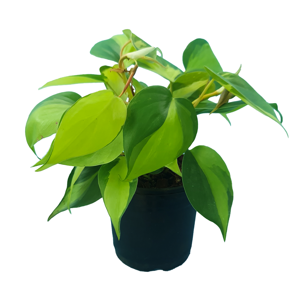 Philodendron Brazil, Philodendron scandens variegata