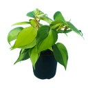 Philodendron Brazil, Philodendron scandens variegata