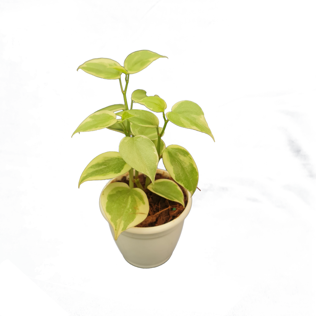 Peperomia scandens variegata