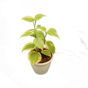 Peperomia scandens variegata