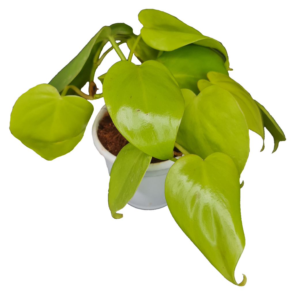 Oxy gold, Philodendron scandens aureum