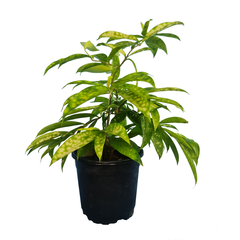 Spotted dracena, Dracena Surculosa