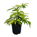 Spotted dracena, Dracena Surculosa