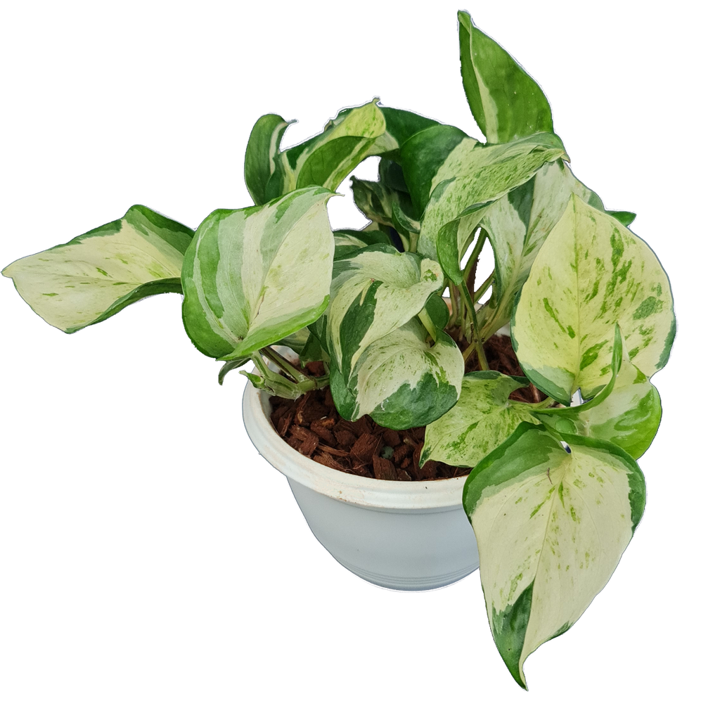 Epipremnum aureum 'Manjula'