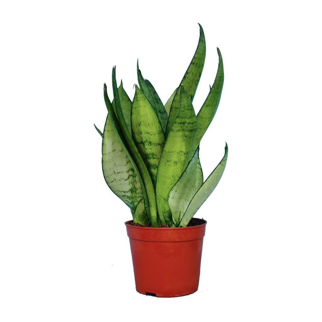 Snake plants, Mother-in-law’s tongue, Sansevieria sea bubble
