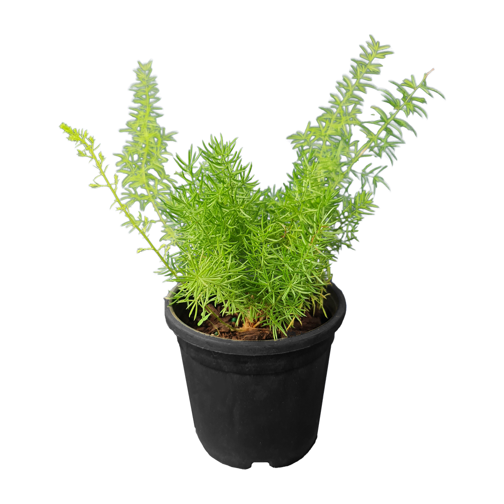 [PLFR ASDE BG 1010 3.9L] Meyeri fern, foxtail fern, Asparagus densiflorus (Polybag # 10x10, 3.9L)